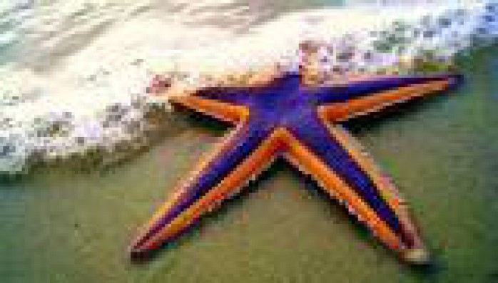 A estrela do Mar
